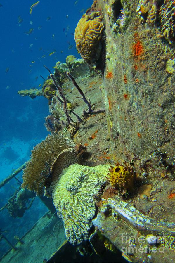 Coral Reef Images Photograph - Coral Growth on a Ship Wreck by JohN Malone Halifax Photographer