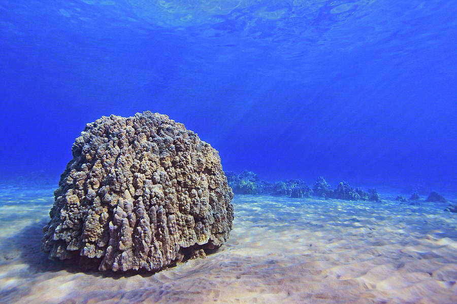 Coral Head Photograph by Chris Stankis Coral Head Photograph by Chris Stankis