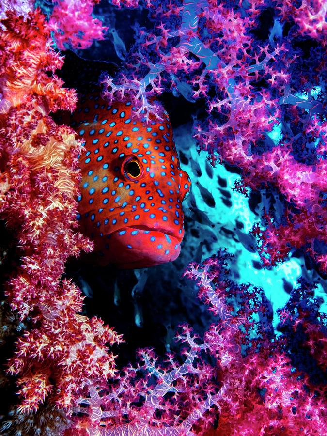 Coral Hind Photograph by Dani Barchana