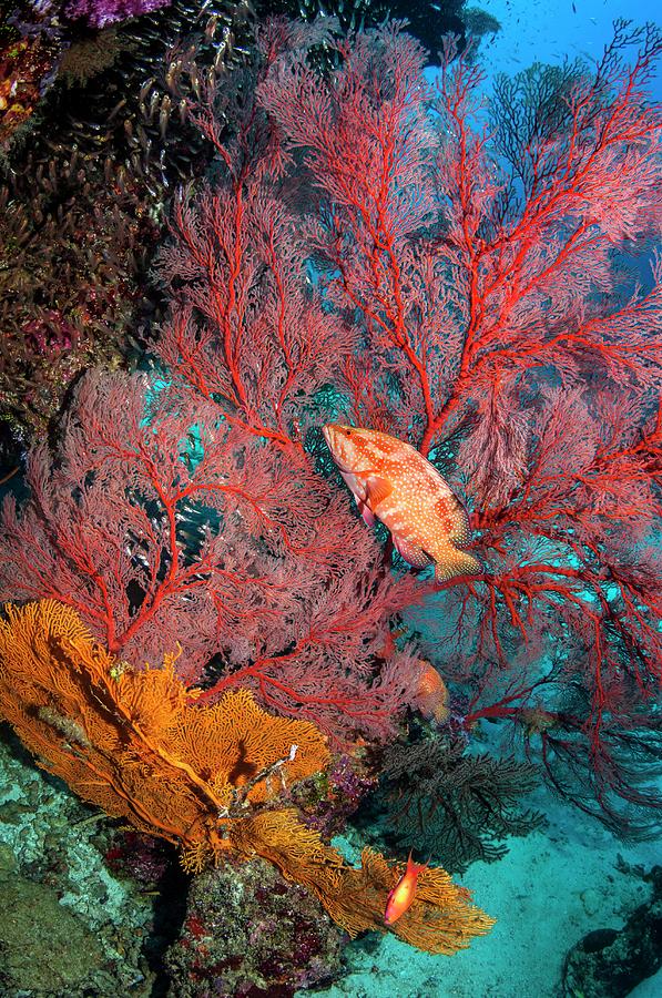 Coral Hind Lying In Ambush Photograph by Georgette Douwma/science Photo Library