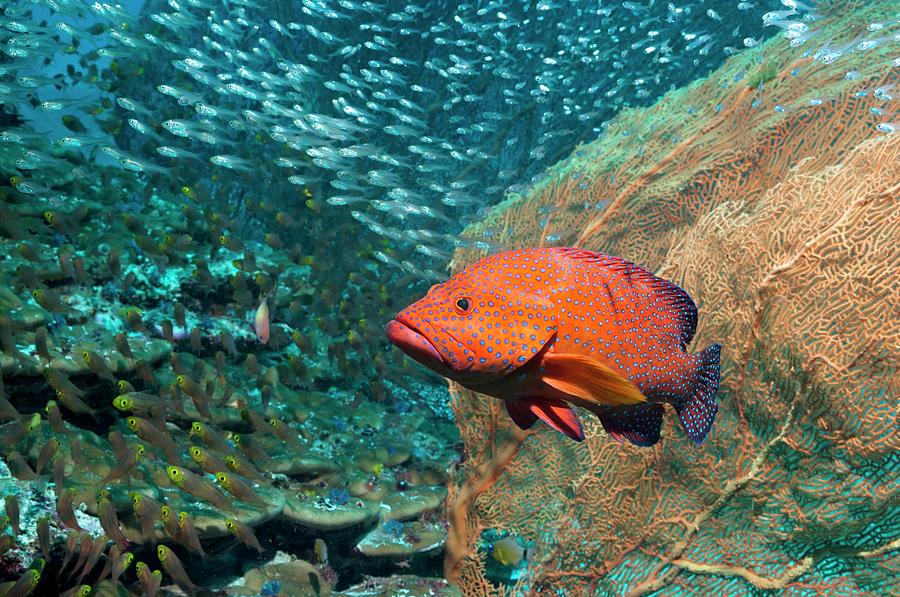 Coral Hind Over A Coral Reef Photograph by Georgette Douwma