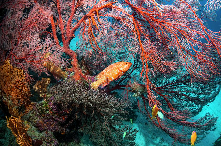Coral Hinds Lying In Ambush Photograph by Georgette Douwma/science Photo Library