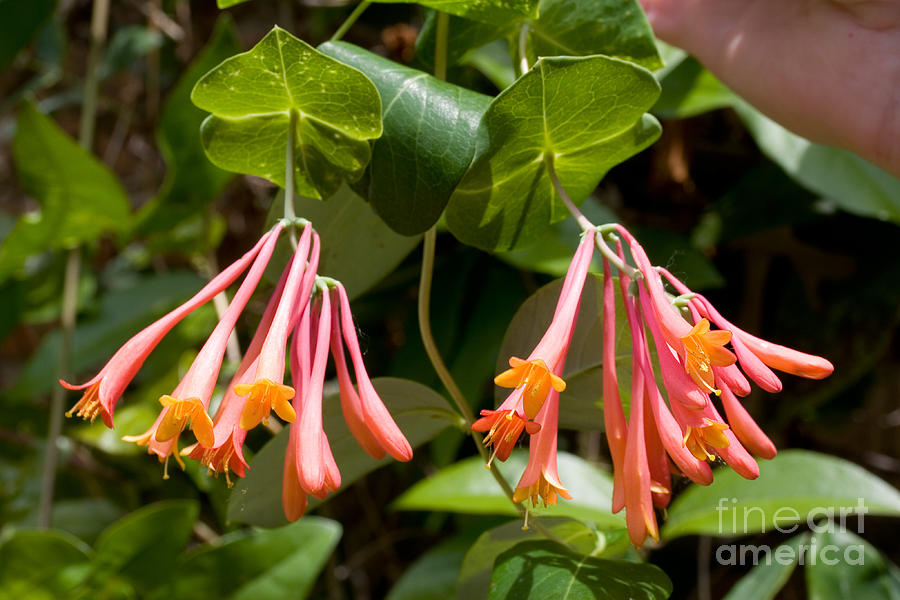 Flowers Still Life Photograph - Coral Honeysuckle Lonicera Sempervirens by Gregory G. Dimijian