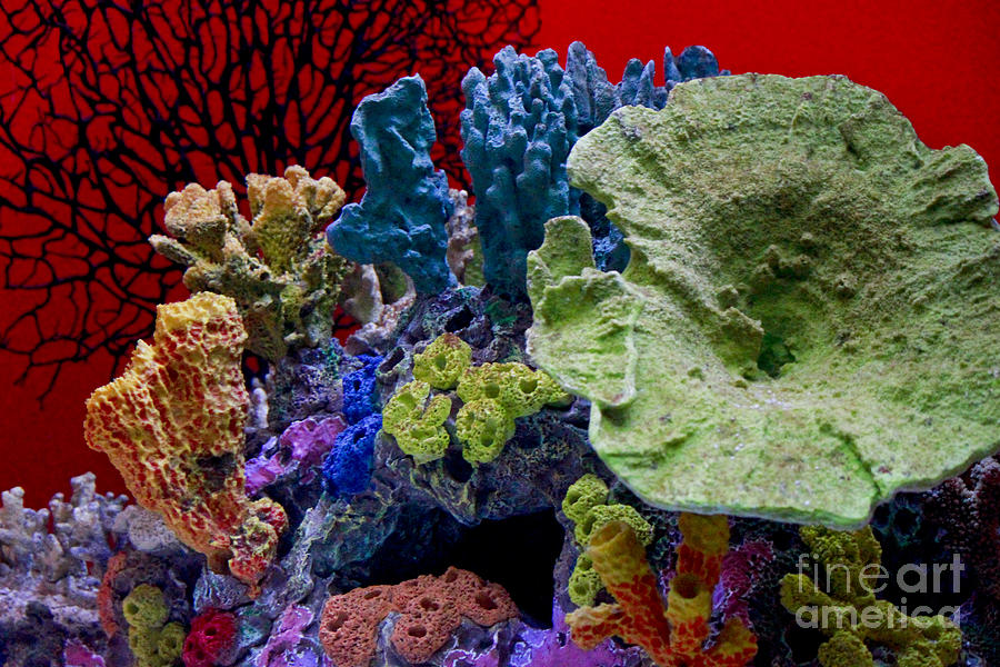 Coral in Aquarium Photograph by Ivete Basso Photography