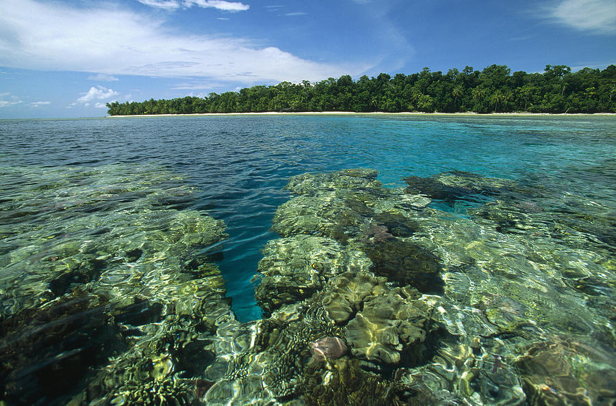 Coral Lagoon And Palm Beach Rani Island Photograph by Konrad Wothe