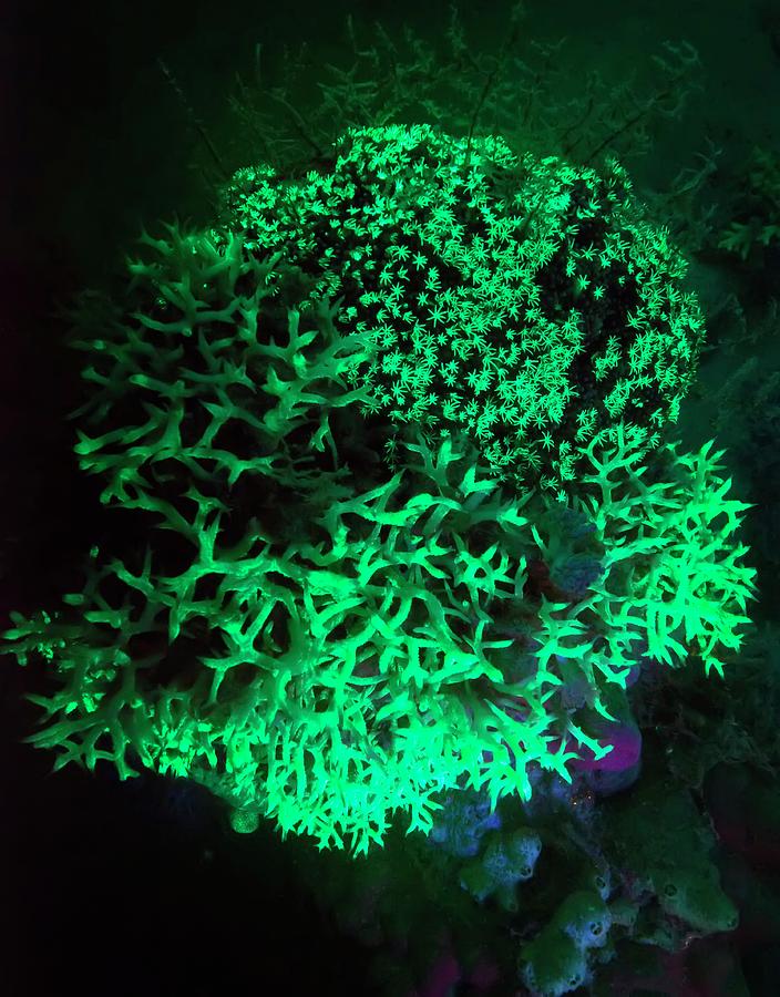 Coral Photograph by Louise Murray