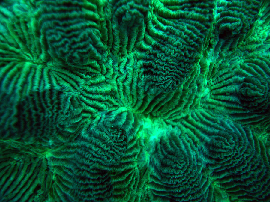 Coral macro Photograph by Adan-Guillermo Jordan-Garza - Fine Art America