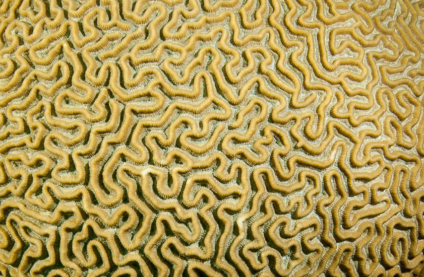 Coral Maze Photograph by Jean Noren
