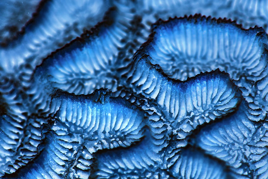 Coral Maze Photograph by Photos By Sandra V. Felt
