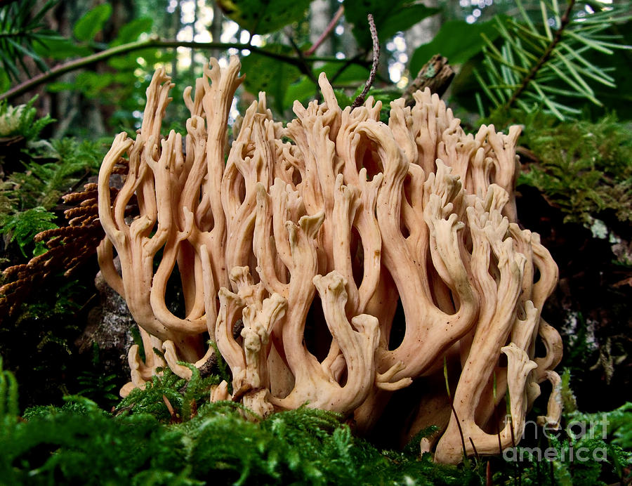 Coral Mushroom Photograph by Inge Riis McDonald