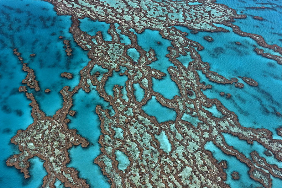 Coral On Hardy Reef Australia Photograph by Ingo Arndt Coral On Hardy Reef Australia Photograph by Ingo Arndt