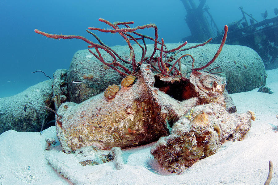 Coral On Shipwreck Photograph by Michael Szoenyi