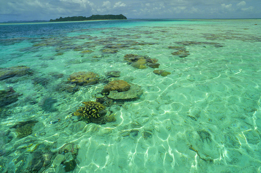 Coral Paradise Photograph by Tammy616 - Fine Art America