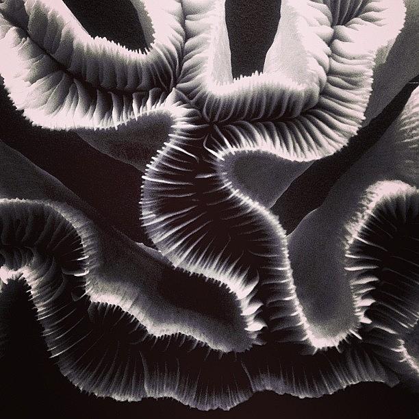 Coral Pattern Photograph by Daniel Rodriguez