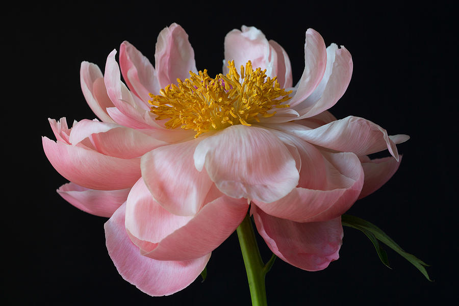 Coral Peony by Kim Aston Coral Peony by Kim Aston
