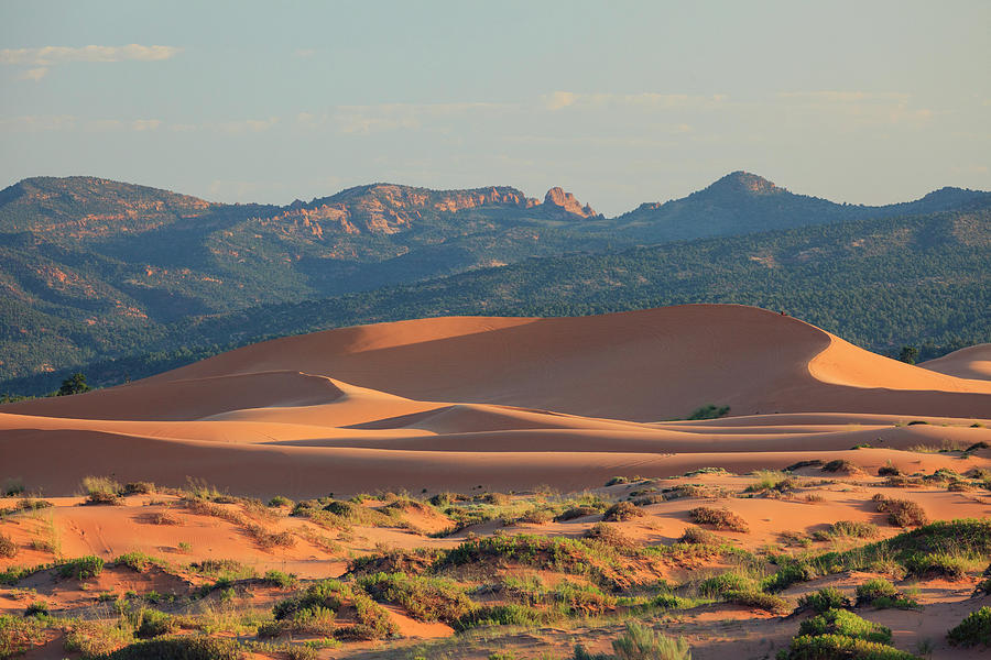 Coral Pink Sand Dunes State Park Photograph by Michele Falzone
