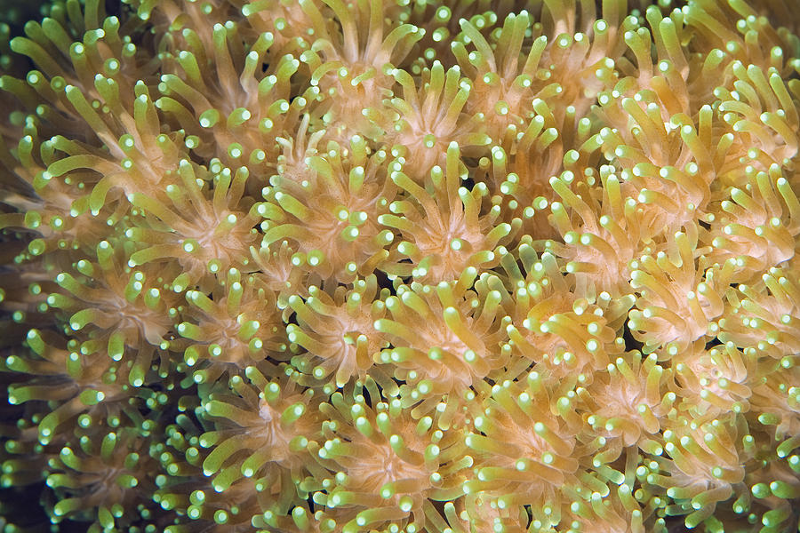 Coral Polyps Photograph by Ingo Arndt Coral Polyps Photograph by Ingo Arndt