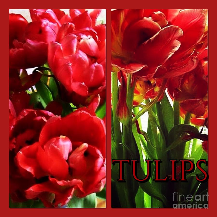 Coral Ragged Petal Tulips Photograph by Joan-Violet Stretch