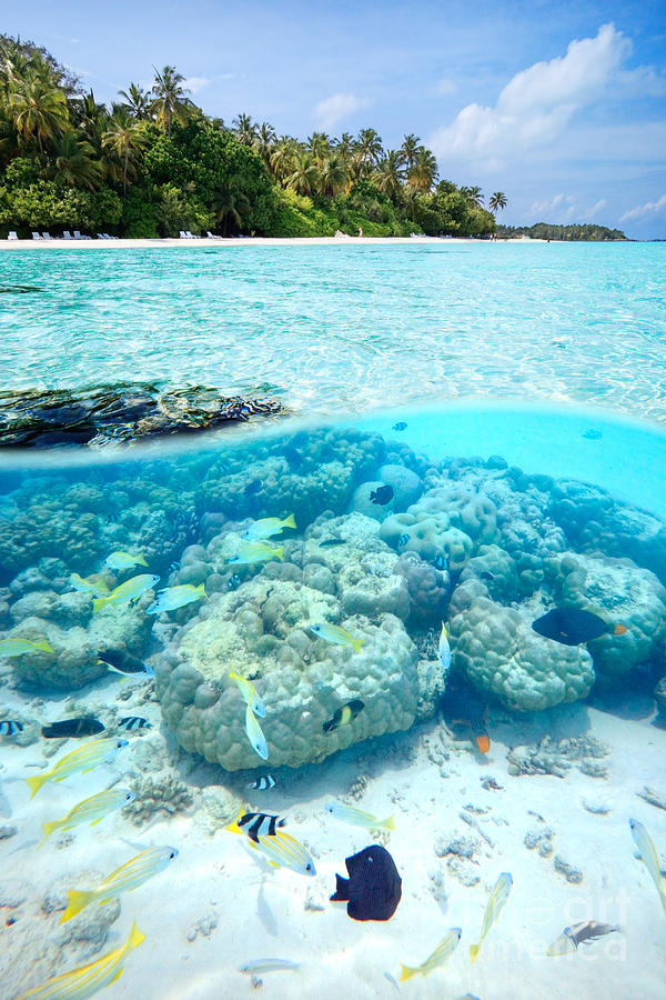 Coral reef and beach in the Maldives Photograph by Matteo Colombo