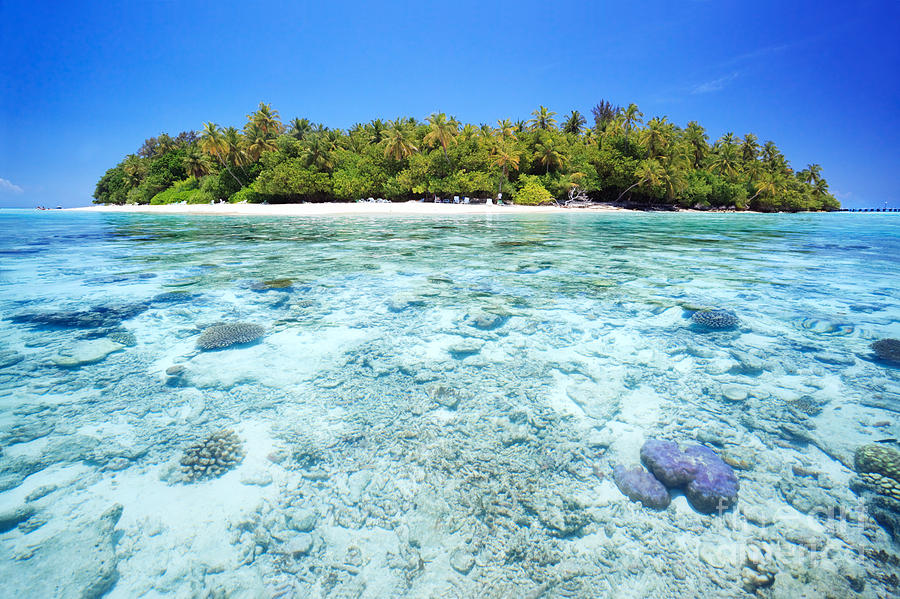 Coral reef and tropical island in the Maldives Photograph by Matteo Colombo