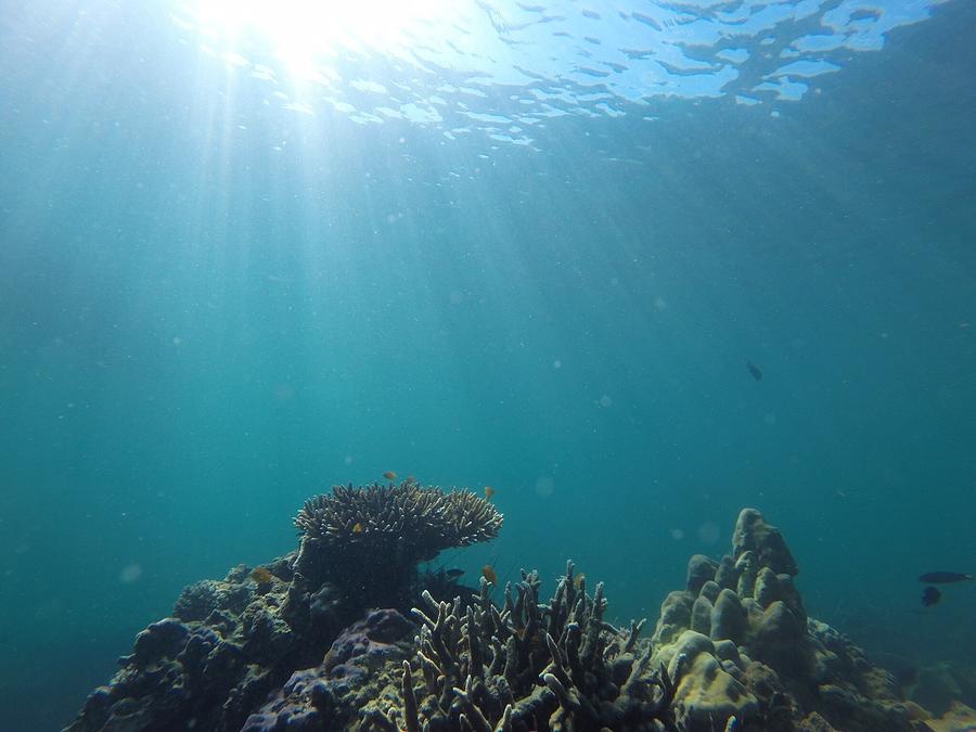 Coral Reef At Ocean Floor By Dominic Linse Eyeem