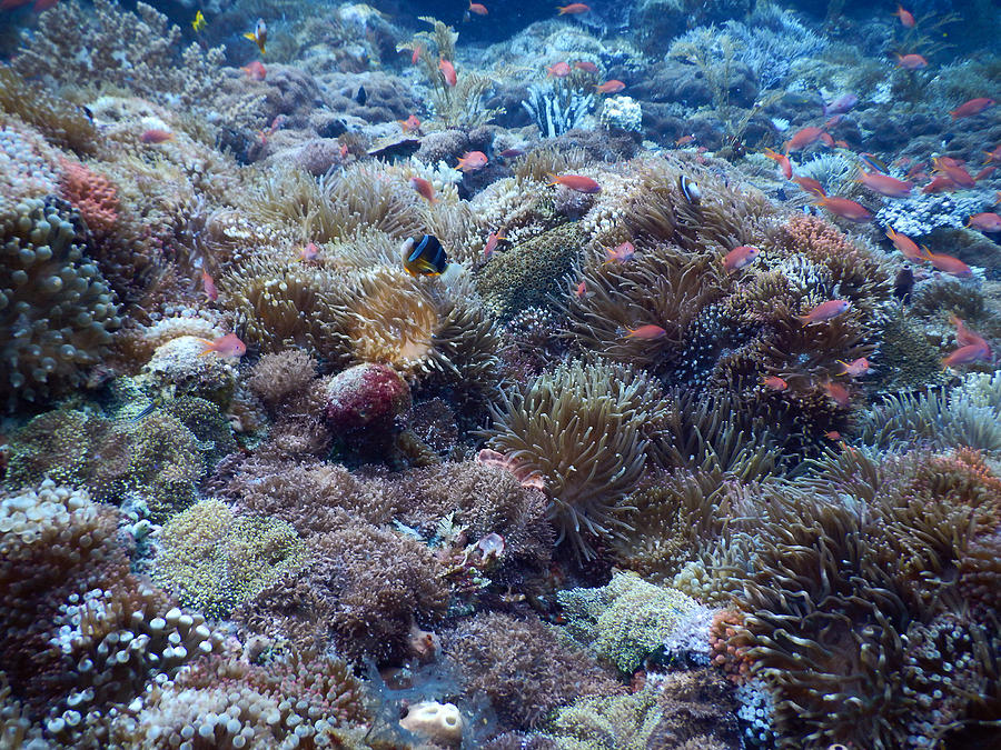 Fish Photograph - Coral Reef Biodiversity by Carleton Ray