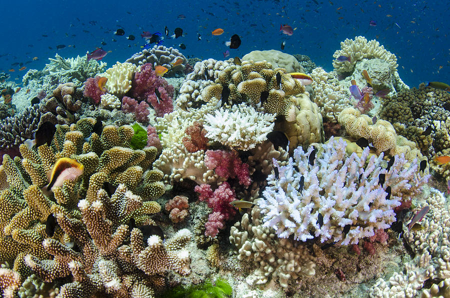 Coral Reef Diversity Fiji Photograph by Pete Oxford