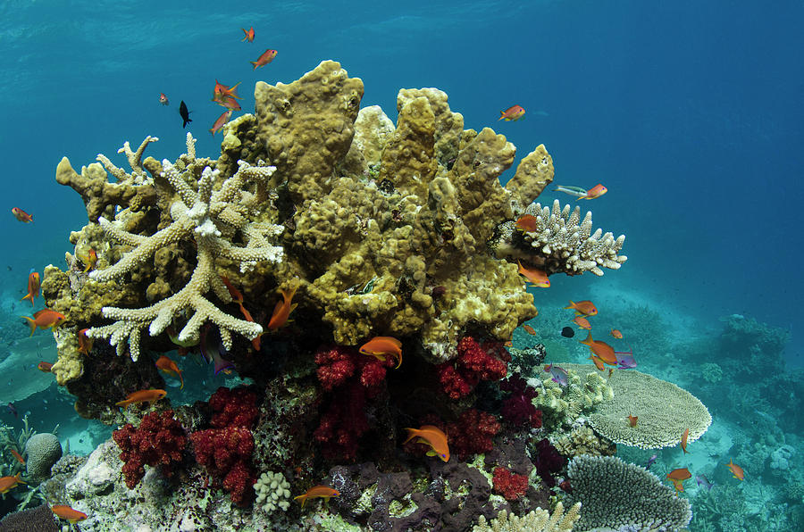Coral Reef Diversity, Rainbow Reef Photograph by Pete Oxford | Fine Art ...