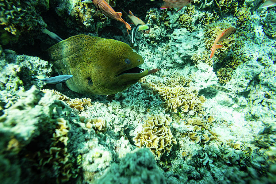 Coral Reef Fish And Moray Eel Among Photograph by Panoramic Images