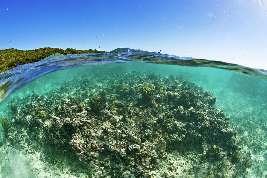 Coral Reef In Culebra Island, Puerto Photograph by Panoramic Images