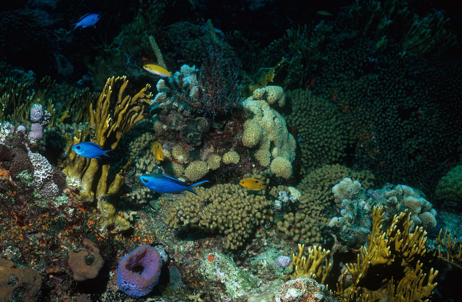 Coral Reef In The Bahamas Photograph by Carleton Ray | Fine Art America