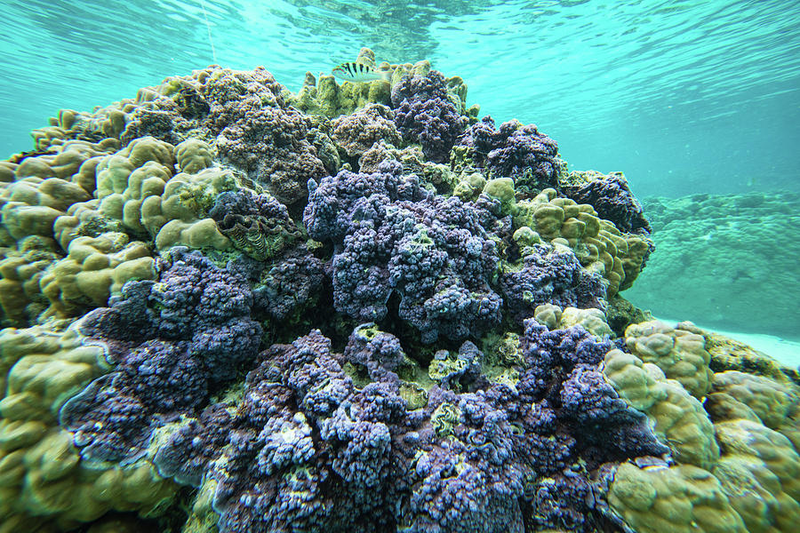 Horizontal Photograph - Coral Reef In The Pacific Ocean by Animal Images Horizontal Photograph - Coral Reef In The Pacific Ocean by Animal Images
