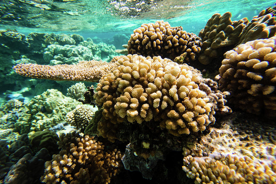 Coral Reef In The Pacific Ocean, Bora Photograph by Panoramic Images ...