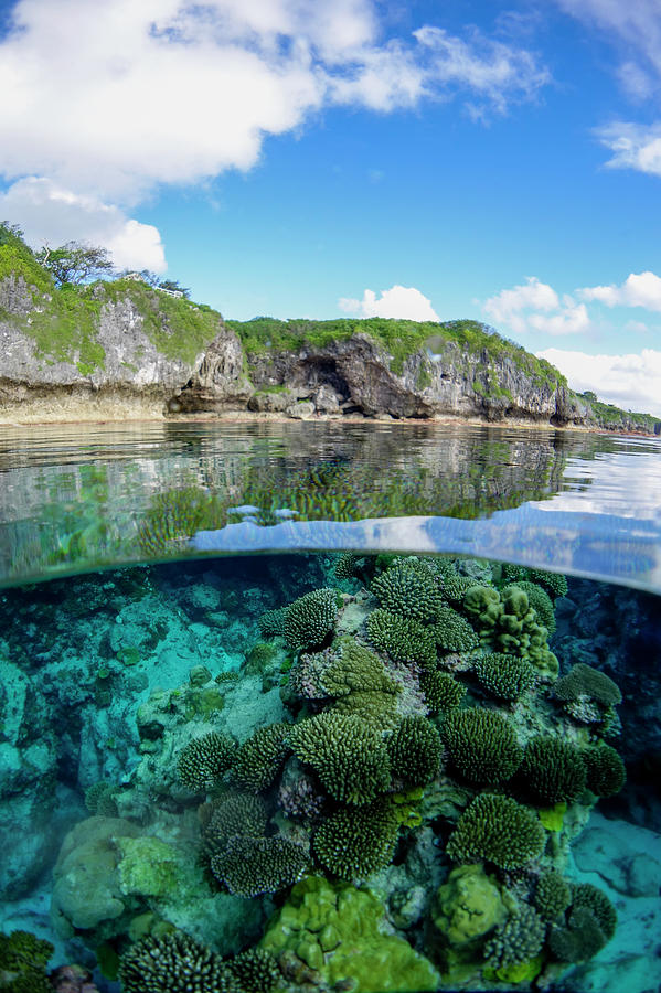 Coral Reef Niue Photograph by David Kirkland - Fine Art America