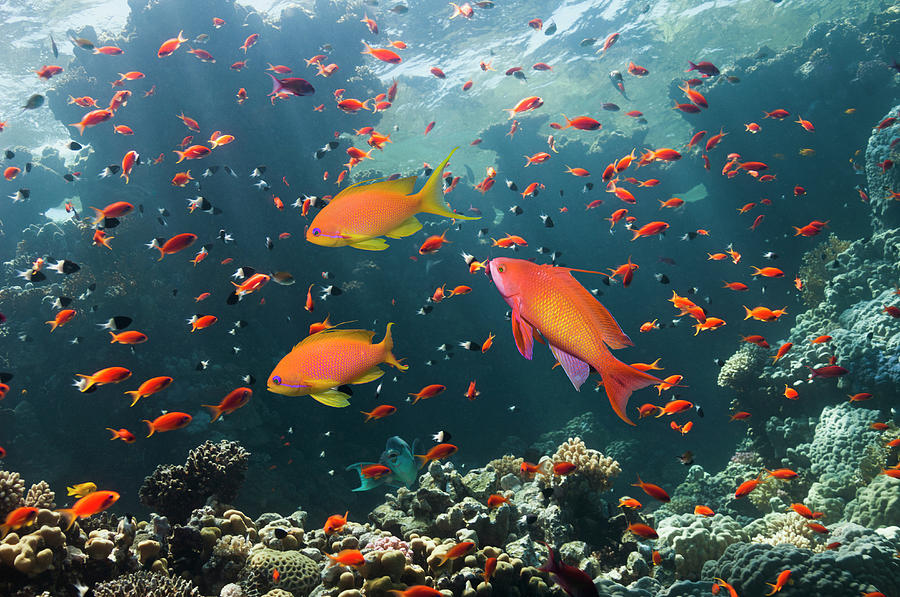 Coral Reef Scenery With Anthias Photograph by Georgette Douwma