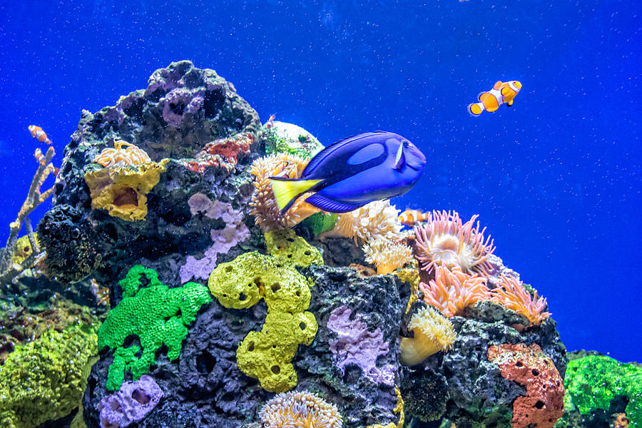 Coral Reef Photograph by Steve Harrington