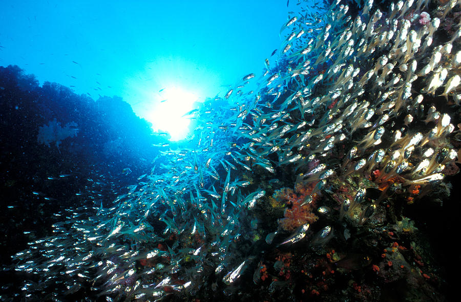 Coral Reef With Baitfish Photograph by Greg Ochocki