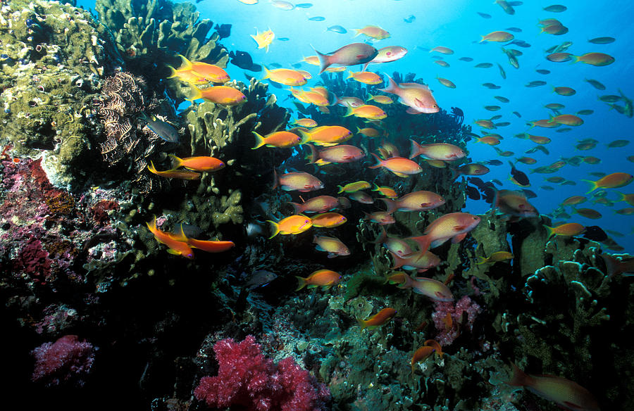 Coral Reef With Schooling Anthias Photograph by Greg Ochocki
