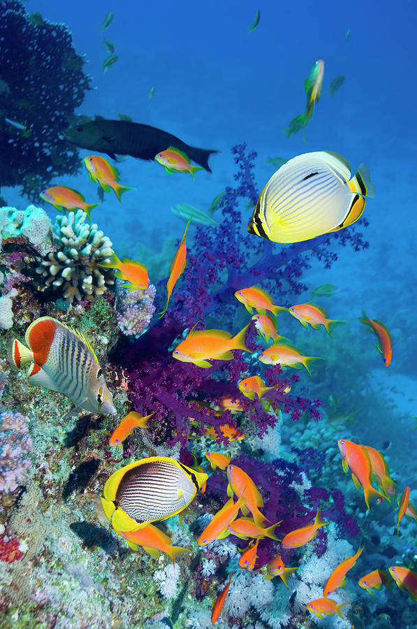 Butterflyfish Photograph - Coral Reef With Various Fish by Georgette Douwma