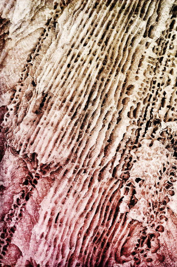 Coral Rock Close Up Photograph by Photography  By Sai