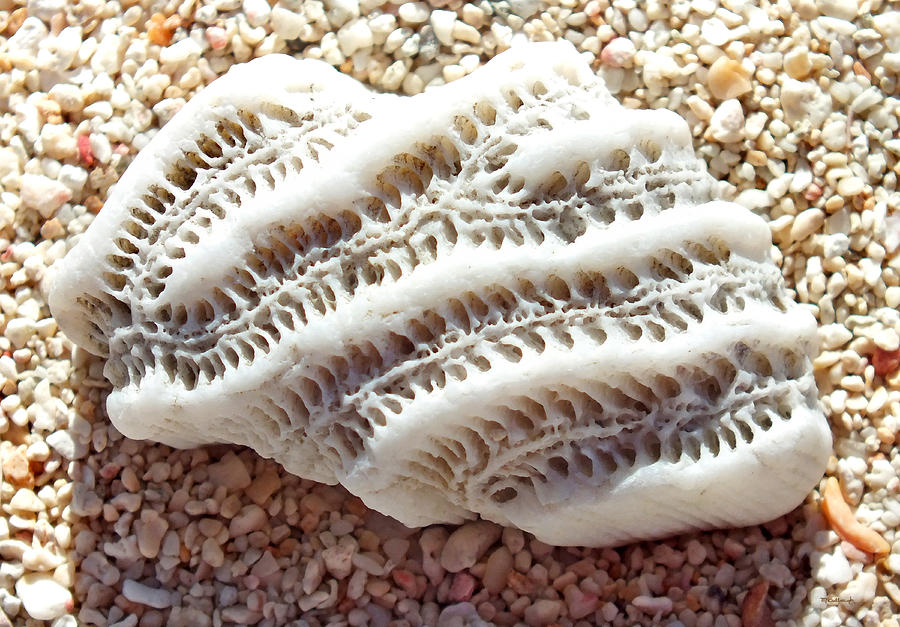 Coral Rock Upclose 1 Photograph by Duane McCullough