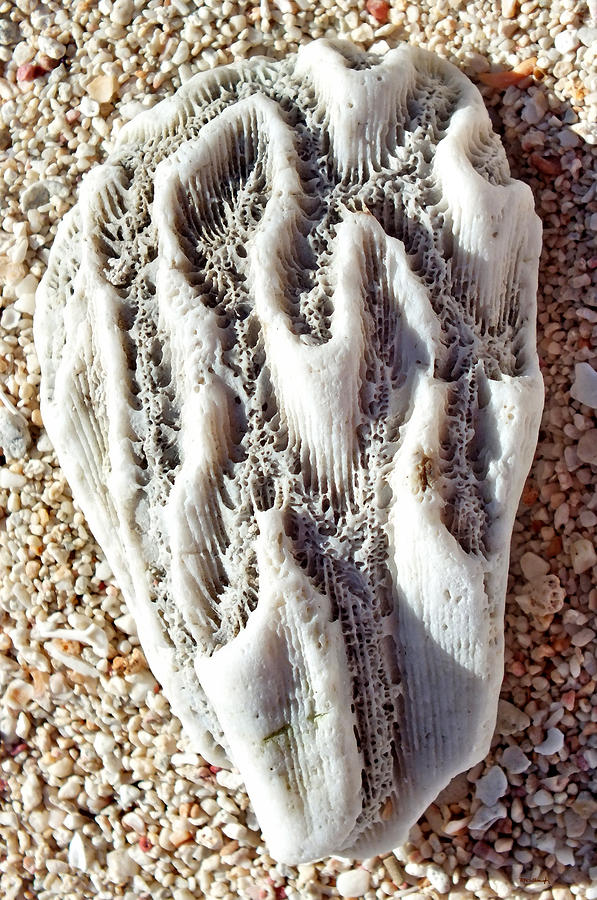 Coral Rock Upclose 2 Photograph by Duane McCullough