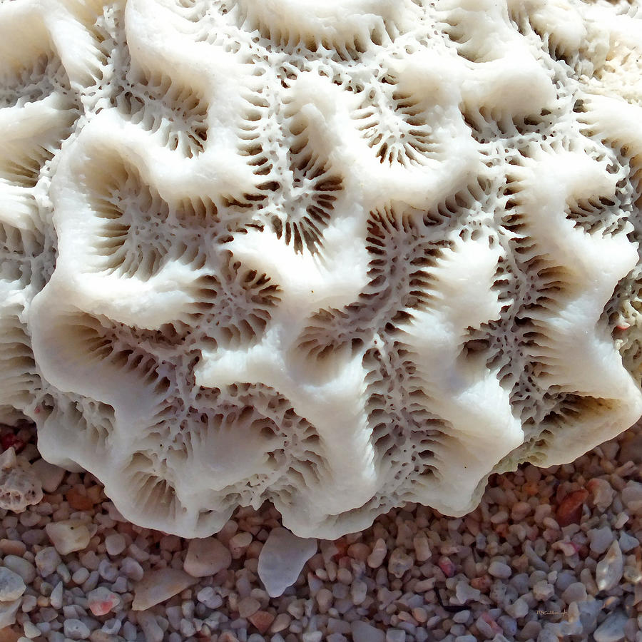 Coral Rock Upclose 3 Photograph by Duane McCullough
