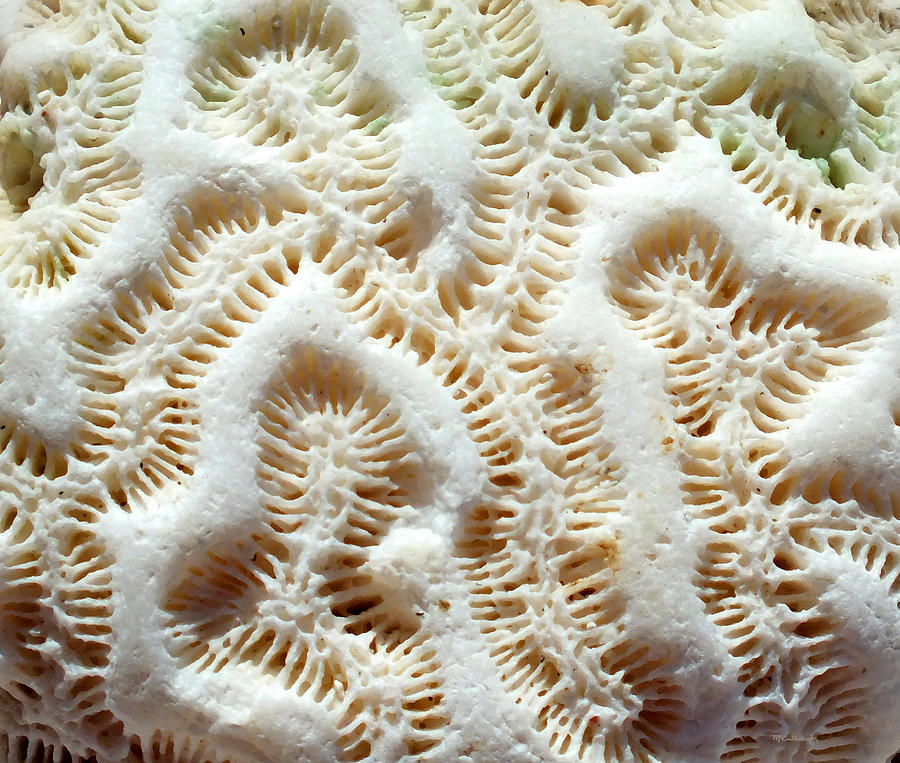 Coral Rock Upclose 4 Photograph by Duane McCullough