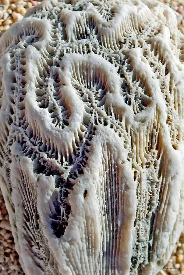 Coral Rock Upclose 5 Photograph by Duane McCullough