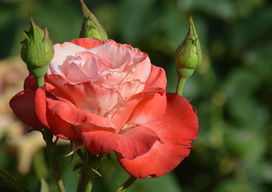 Coral Rose and Buds Photograph by Maria Urso | Fine Art America