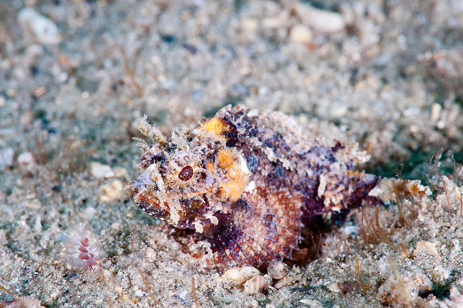 Coral Scorpionfish Photograph by Andrew J Martinez