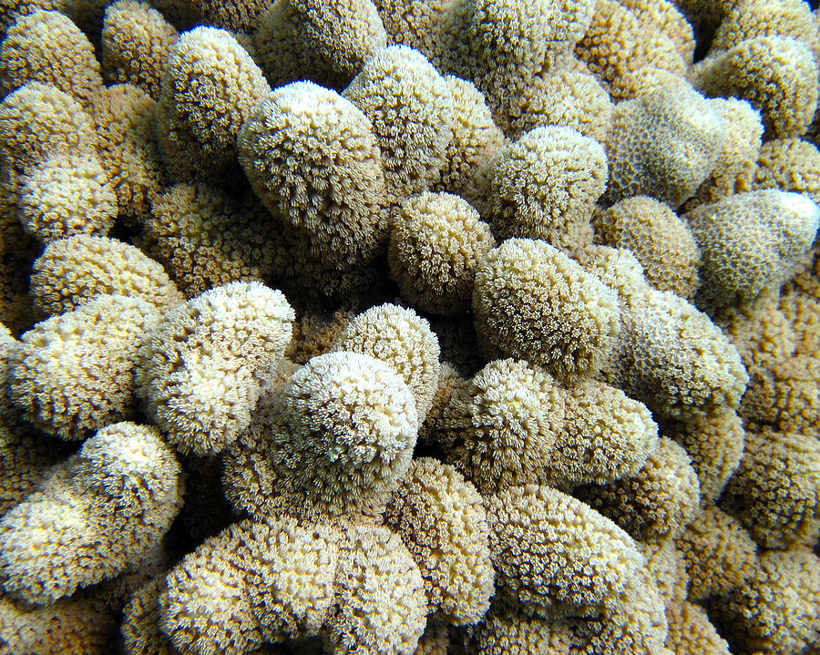 Coral Photograph - Coral by Seven Seas