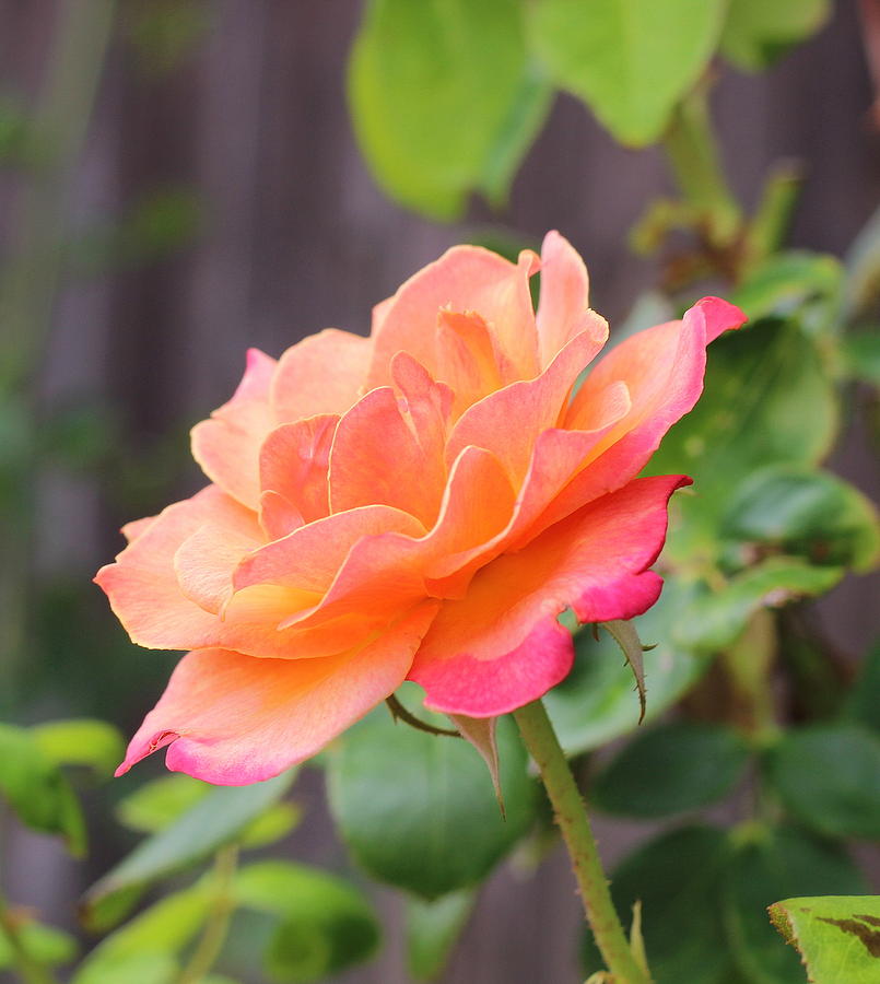 Rose Photograph - Coral Sherbert by Cathy Lindsey