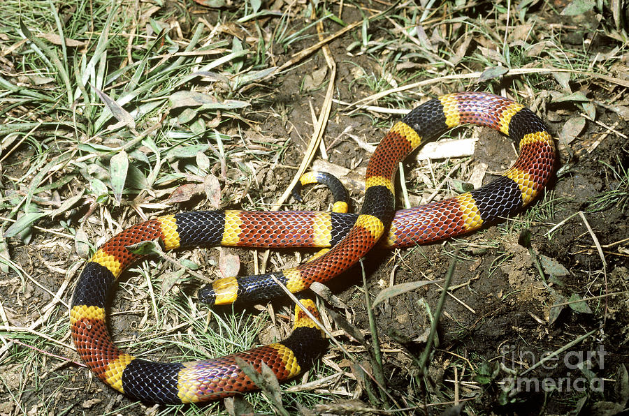 Coral Snake Photograph by Gregory G. Dimijian, M.D.